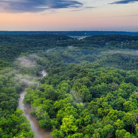 Foresta verde canva