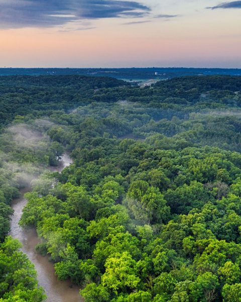 Foresta verde canva