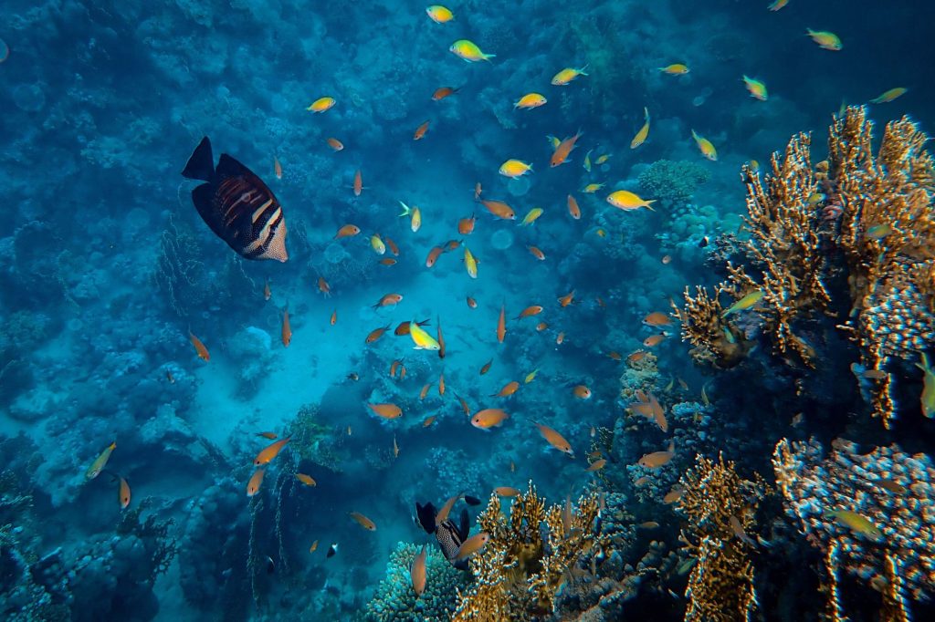 Oceani mare rischi canva