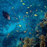 Oceani mare rischi canva