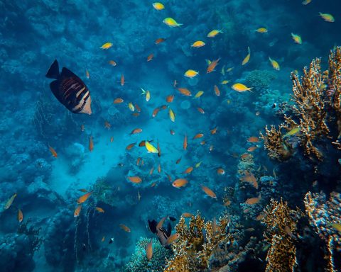 Oceani mare rischi canva