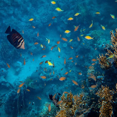Oceani mare rischi canva