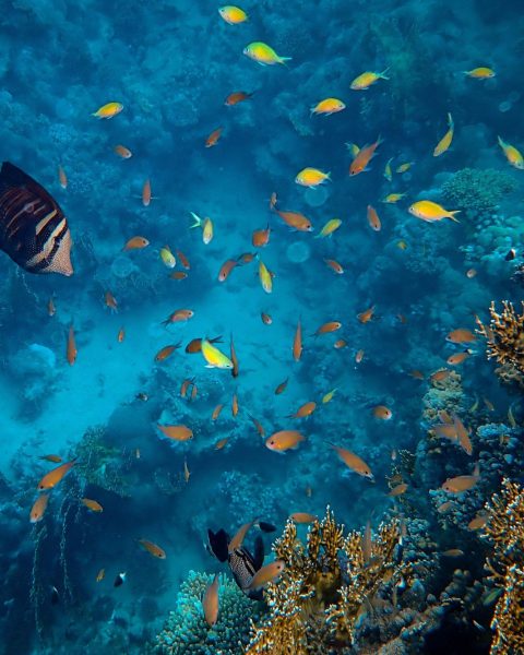 Oceani mare rischi canva