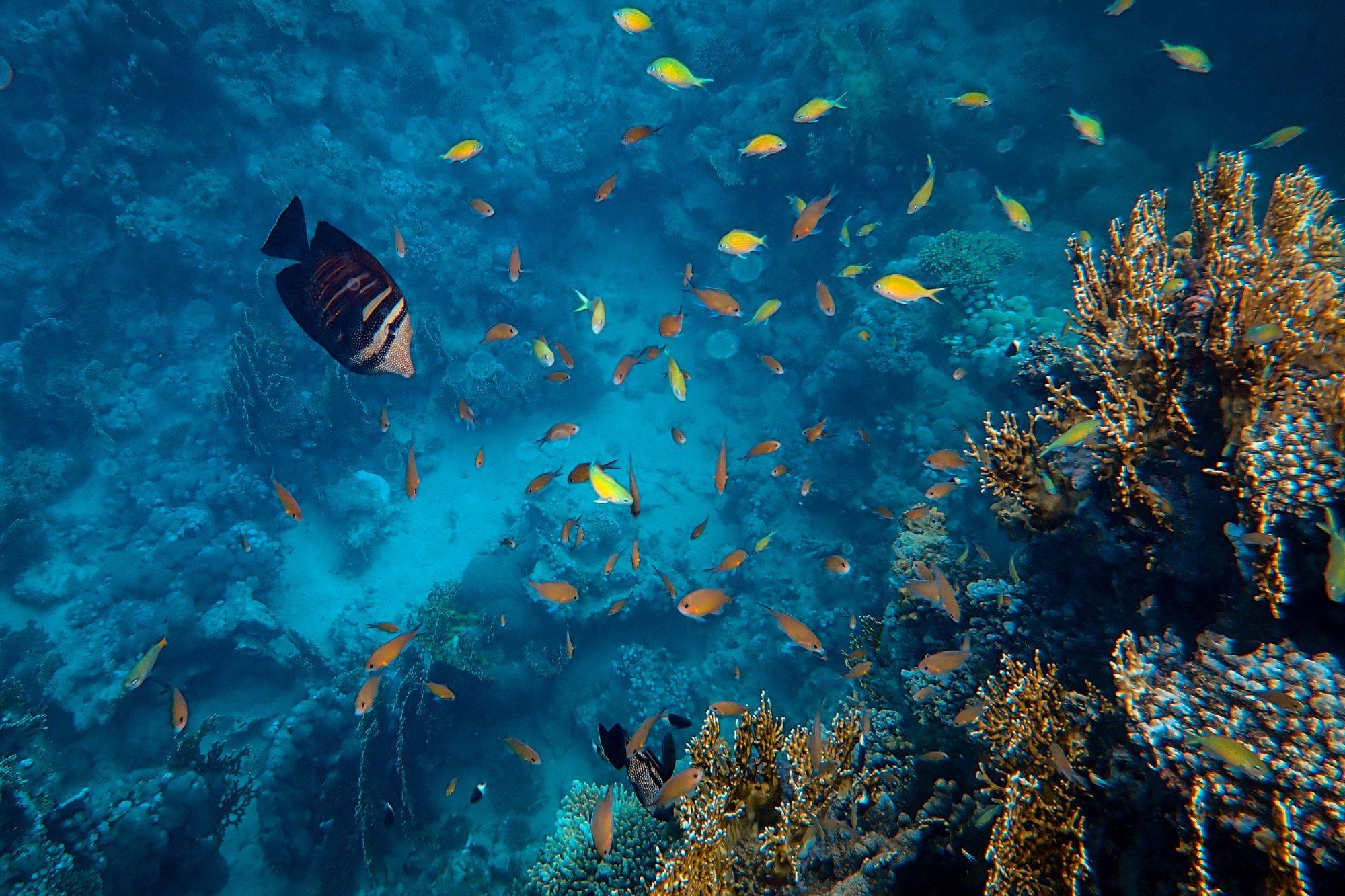 Oceani mare rischi canva