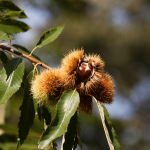 Castagne mature all'interno di ricci spinosi ancora attaccati ai rami di un castagno, tra foglie verdi