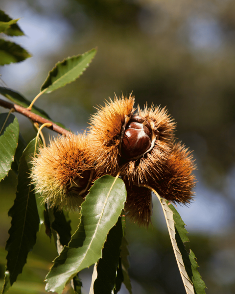 Castagne mature all'interno di ricci spinosi ancora attaccati ai rami di un castagno, tra foglie verdi