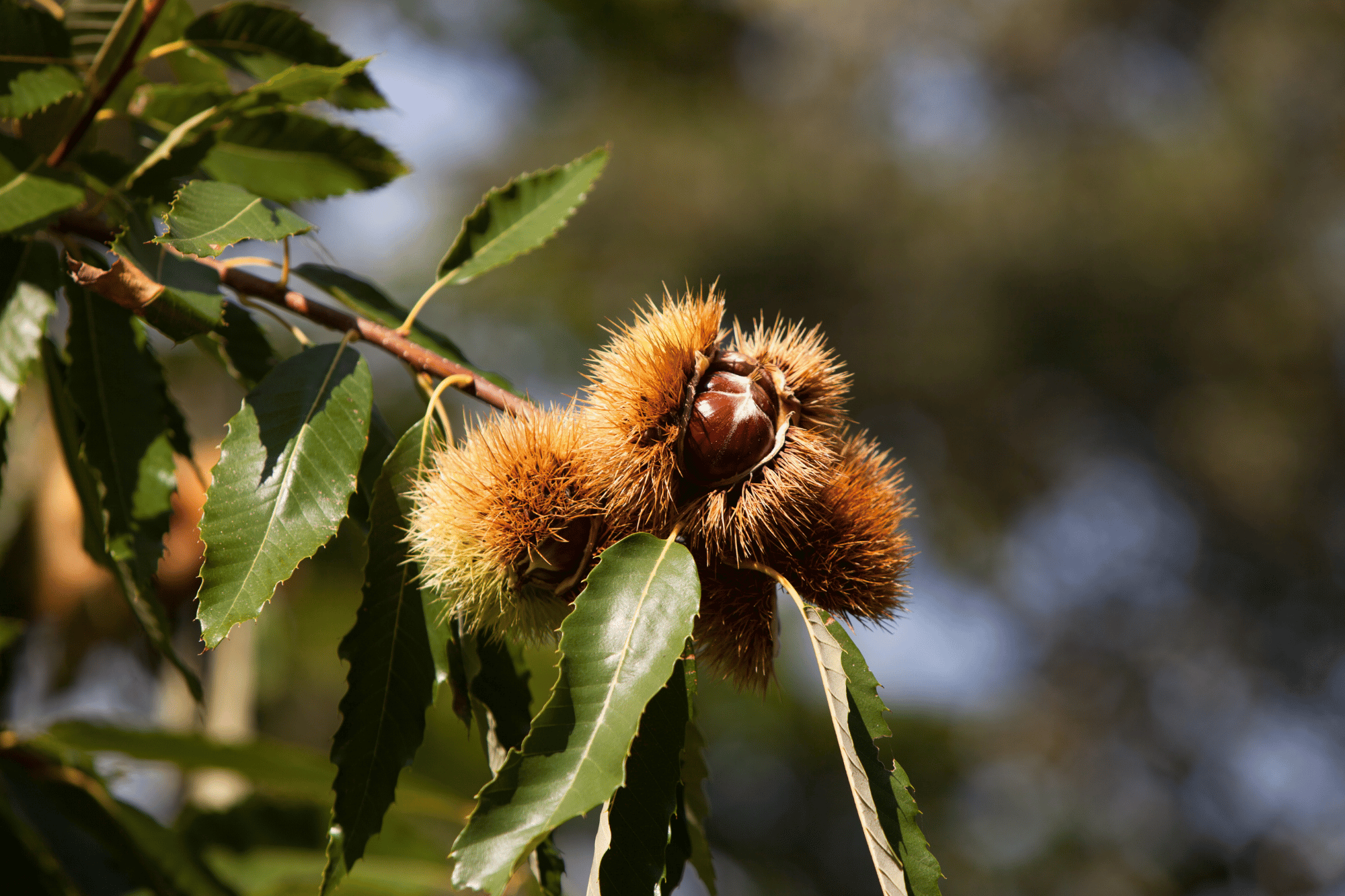 Castagne mature all'interno di ricci spinosi ancora attaccati ai rami di un castagno, tra foglie verdi