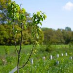 Atlante delle Foreste, 3,7 milioni di alberi piantati nel