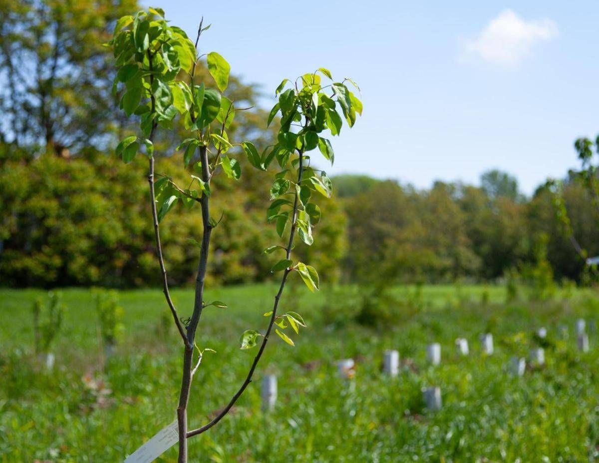 Atlante delle Foreste, 3,7 milioni di alberi piantati nel