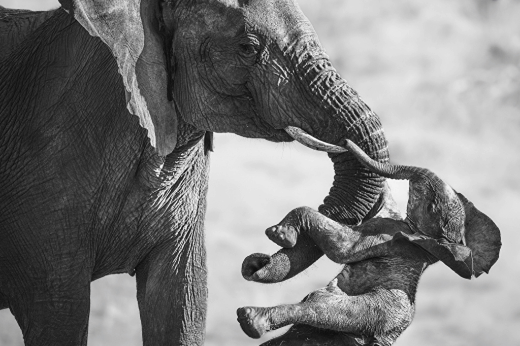 Aftermath federico veronesi wildlife photographer