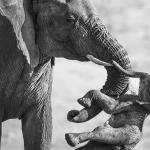 Aftermath federico veronesi wildlife photographer