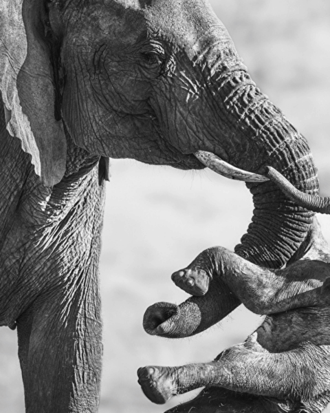 Aftermath federico veronesi wildlife photographer