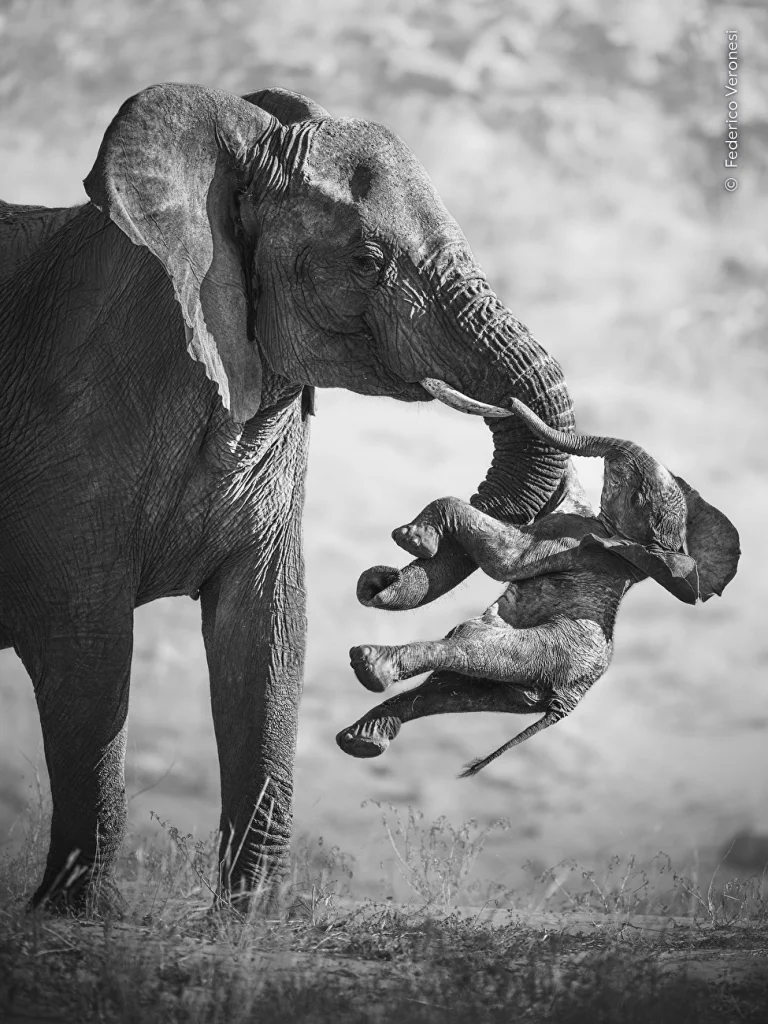 Aftermath federico veronesi wildlife photographer 2026 sfs