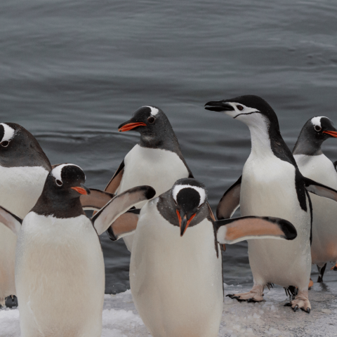 Pinguini Papua (Pygoscelis papua), riconoscibili dal becco arancione e dalla striscia bianca sulla testa