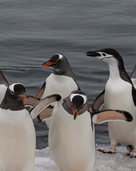 Pinguini Papua (Pygoscelis papua), riconoscibili dal becco arancione e dalla striscia bianca sulla testa