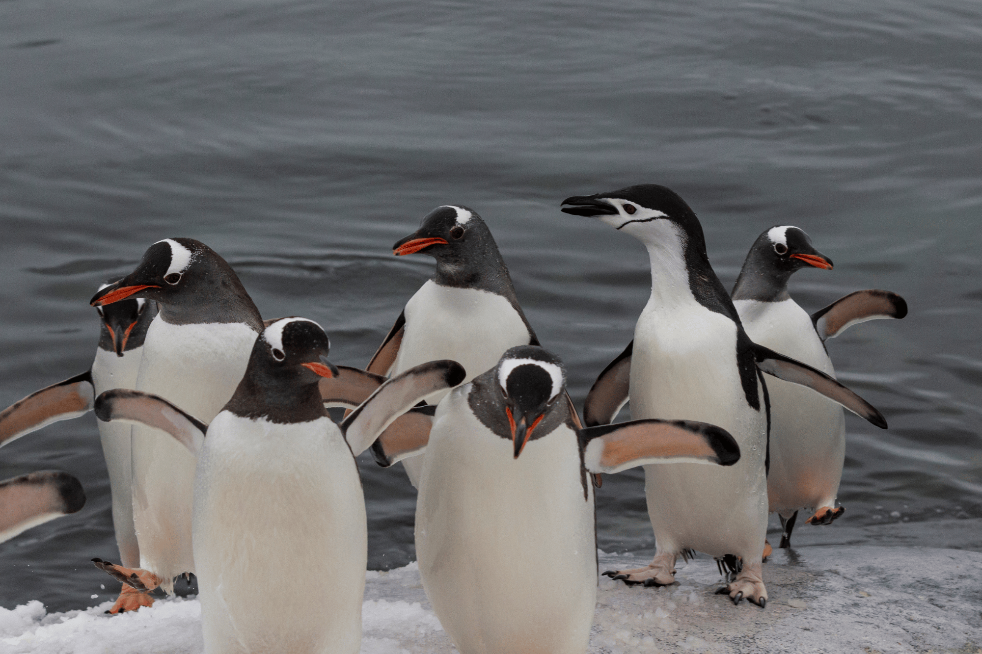Pinguini Papua (Pygoscelis papua), riconoscibili dal becco arancione e dalla striscia bianca sulla testa