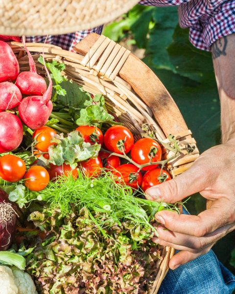 Cesto con verdure dell'orto