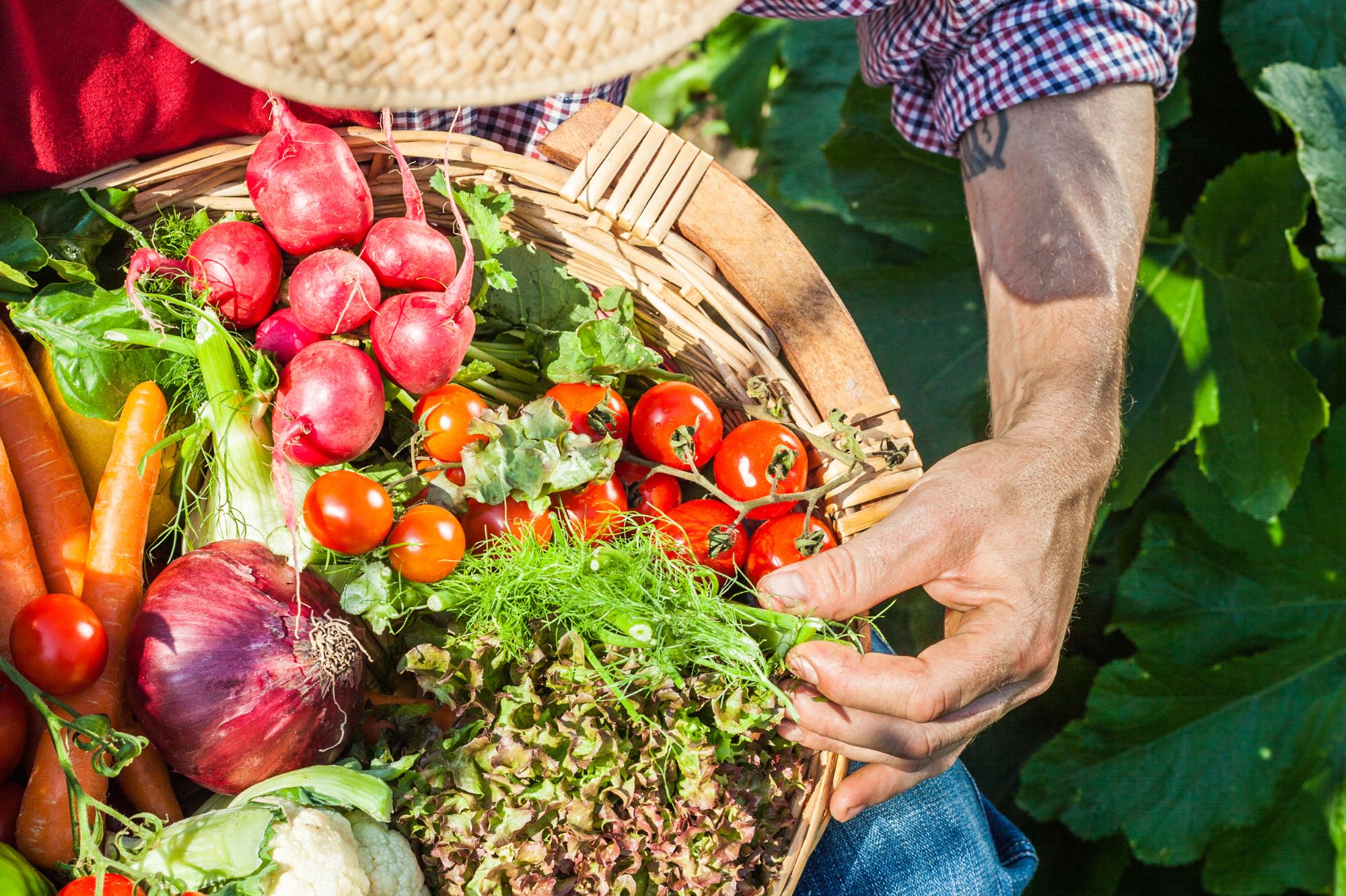 Cesto con verdure dell'orto