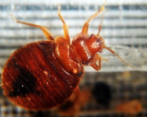 Dalla cimice asiatica a quella dei letti, oltre 1.500 specie in Italia