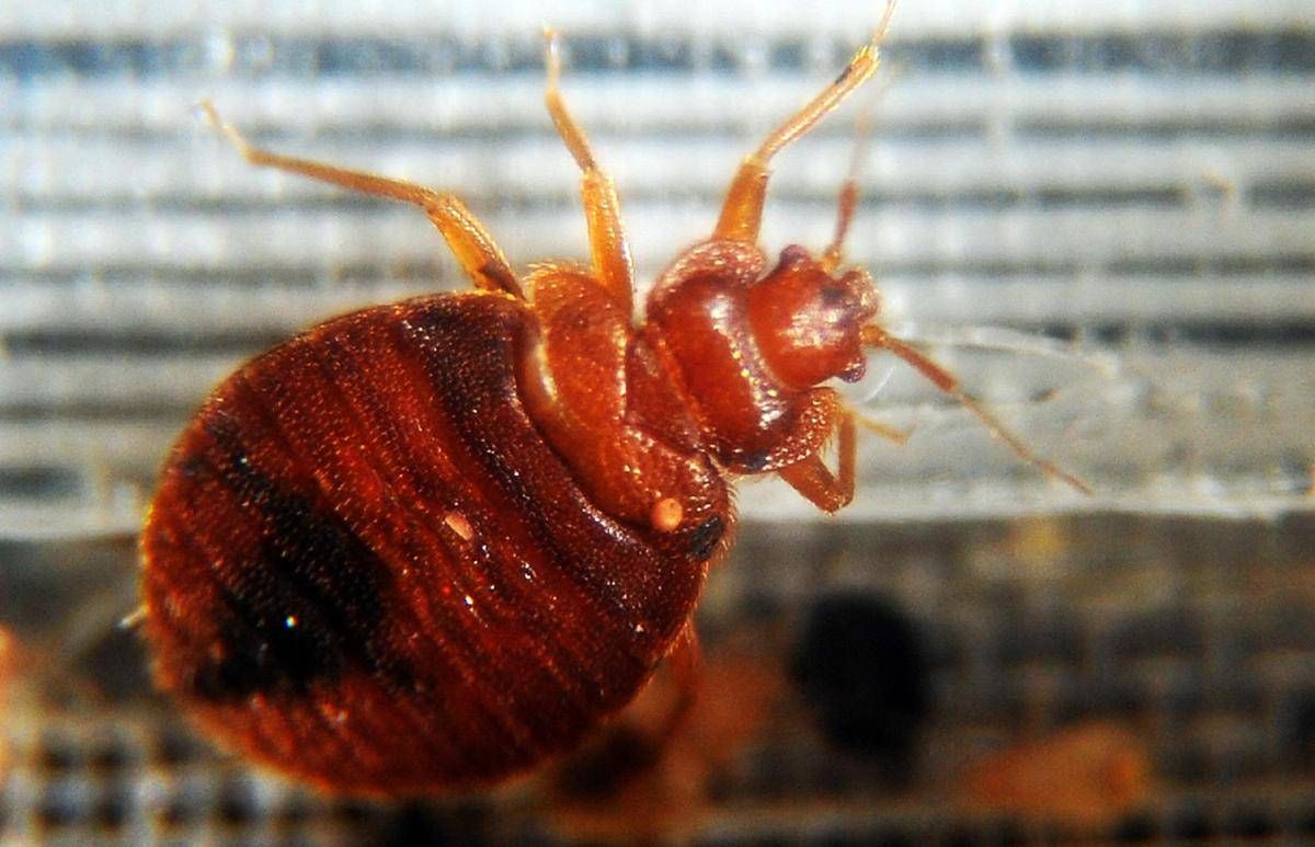 Dalla cimice asiatica a quella dei letti, oltre 1.500 specie in Italia