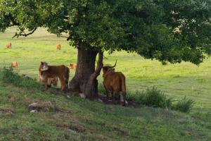 Mucche sotto un albero