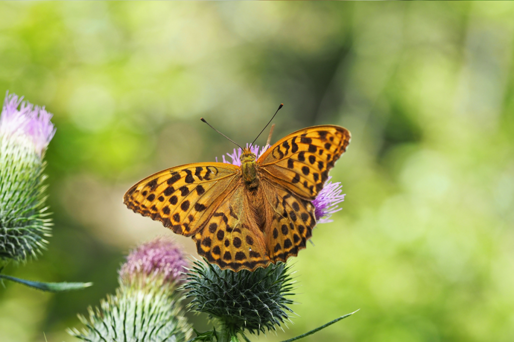Farfalla biodiversita natura canva