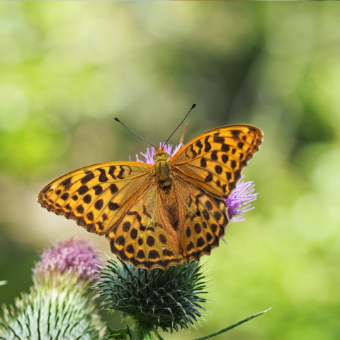 Farfalla biodiversita natura canva