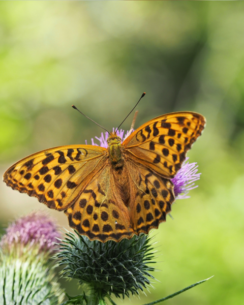 Farfalla biodiversita natura canva