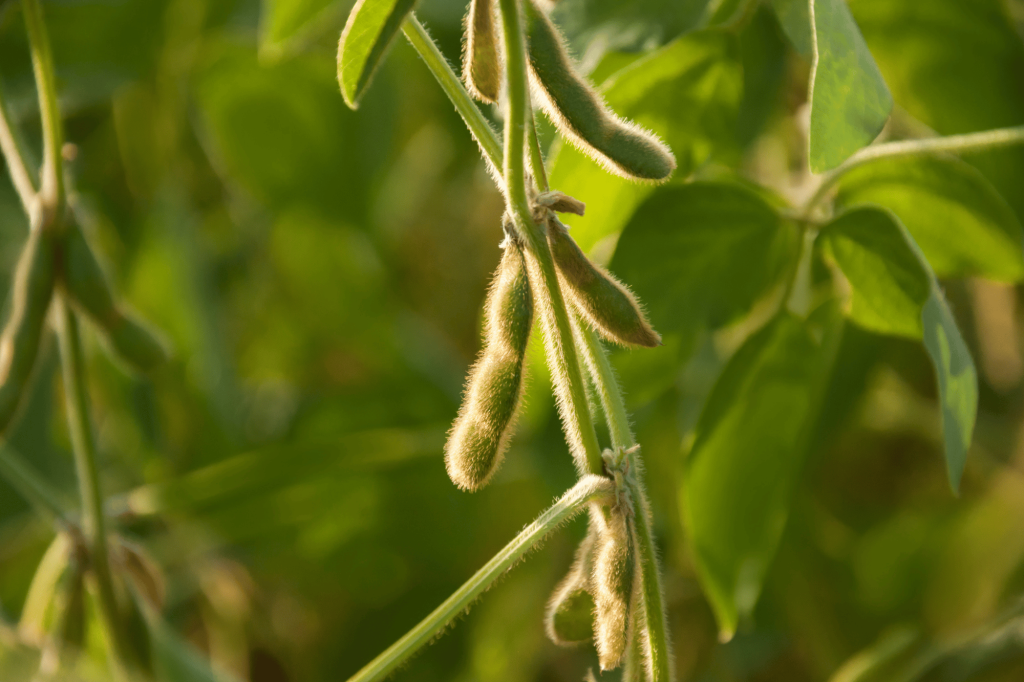 Baccelli verdi di soia su una pianta coltivata in un campo agricolo