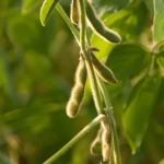 Baccelli verdi di soia su una pianta coltivata in un campo agricolo