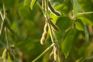 Baccelli verdi di soia su una pianta coltivata in un campo agricolo