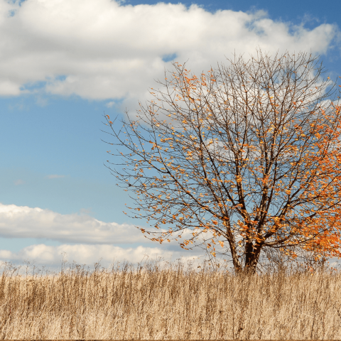 Albero spoglio con residuo di foliage