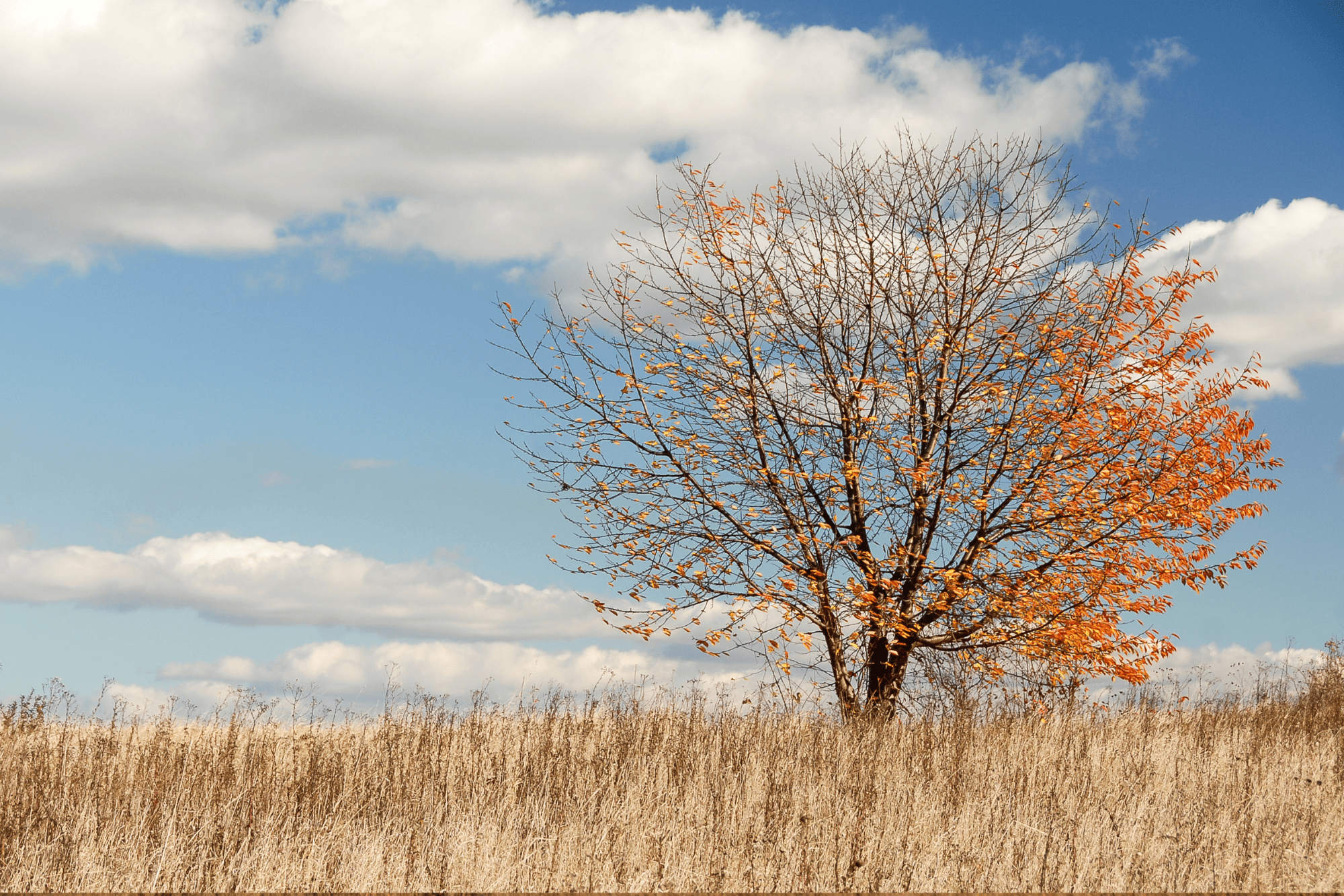 Albero spoglio con residuo di foliage