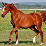 Cavallo canva