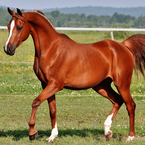 Cavallo canva