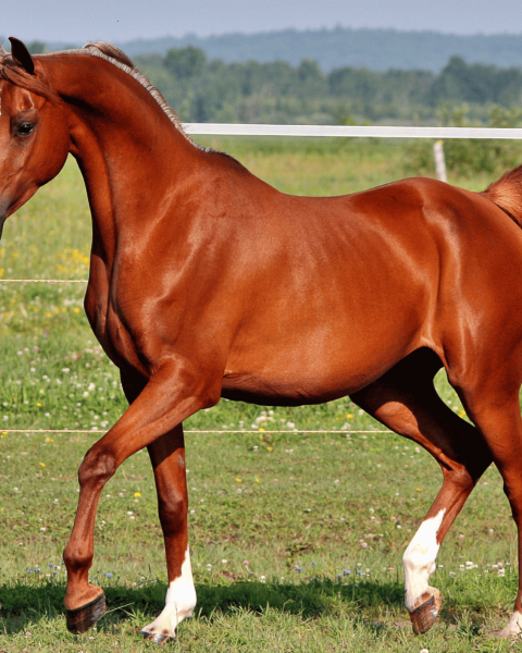 Cavallo canva