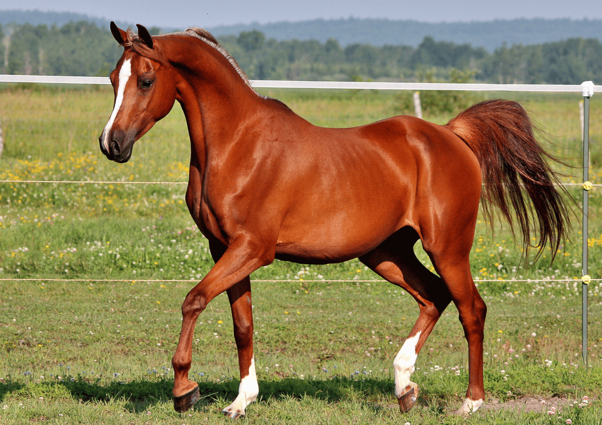 Cavallo canva